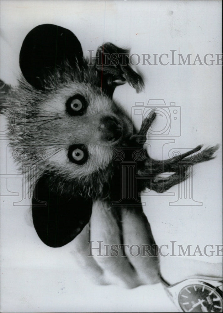 1992 Press Photo Lemur Jersey Zoological Park - RRW97745 - Historic Images