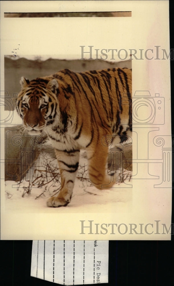 1983 Press Photo Tigers Detroit Zoo - RRW98323 - Historic Images