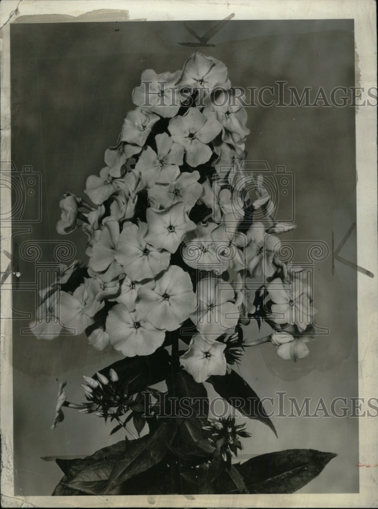 1941 Press Photo Phlox Apple Blossom - RRW98745 - Historic Images