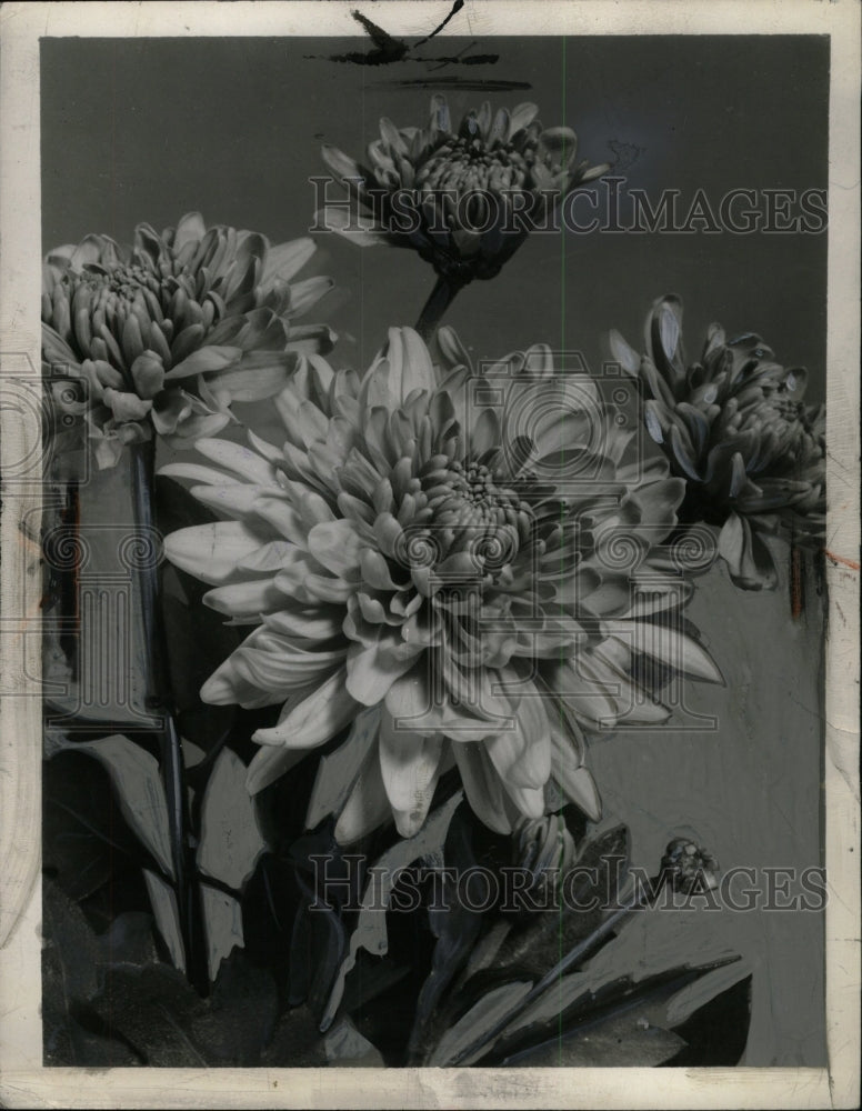 1959 Press Photo Garden Flowers - RRW98937 - Historic Images