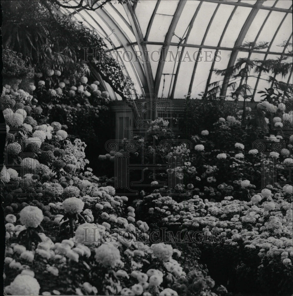 1932 Press Photo Chrysanthemeums Show Detroit - RRW99297 - Historic Images