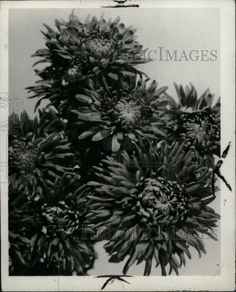 1961 Press Photo Chrysanthemum flower - RRW99951 - Historic Images