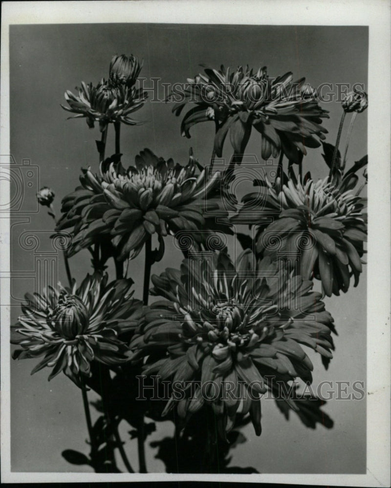 1966 Press Photo Mums Flowers Chrysanthemums Closeup - RRW99955 - Historic Images