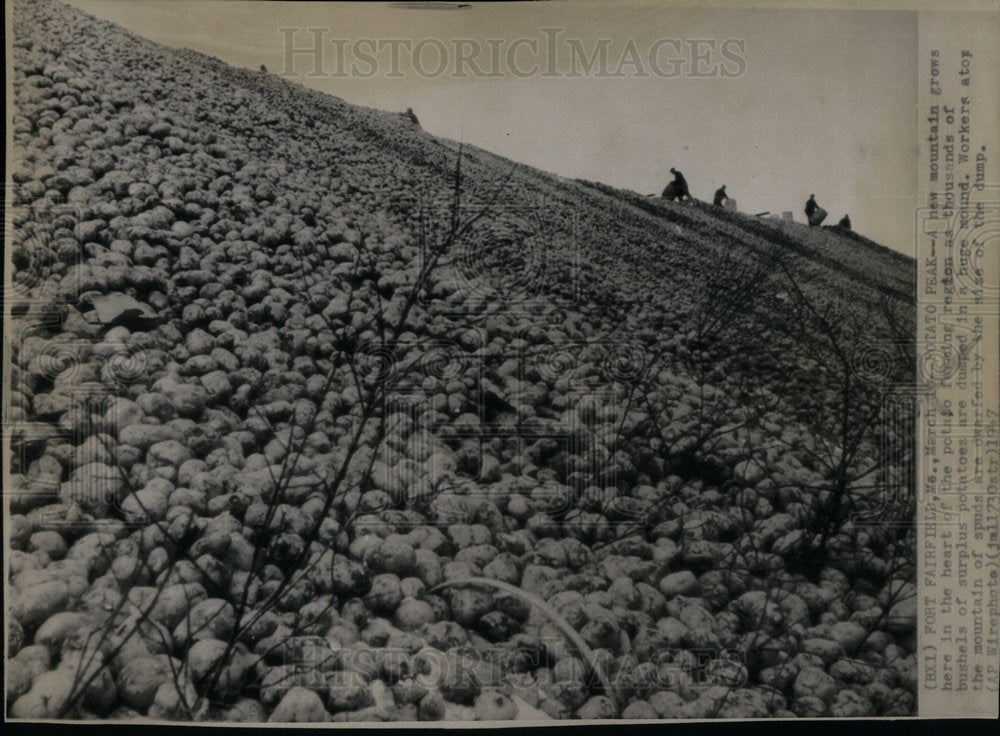 1947 Surplus Potatoes Farming - Historic Images