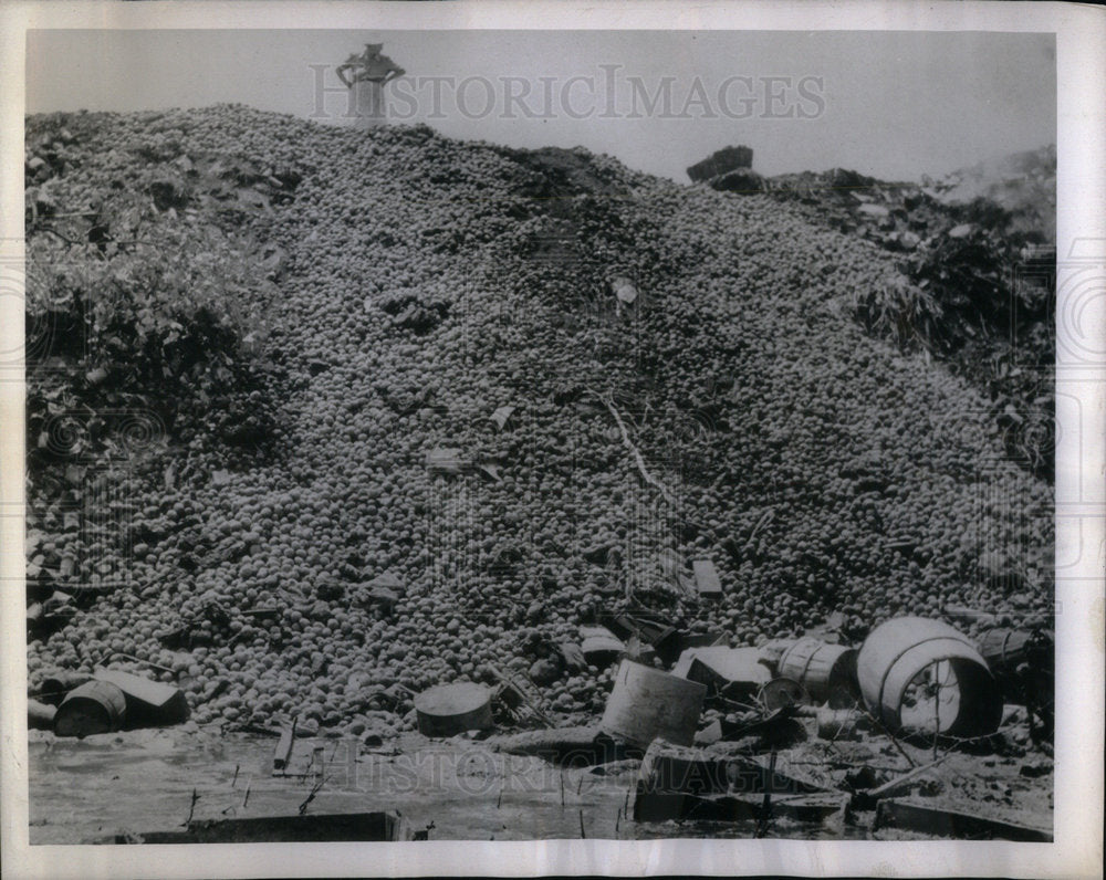 1943 Press Photo Mountain Potato Car Load Small - Historic Images