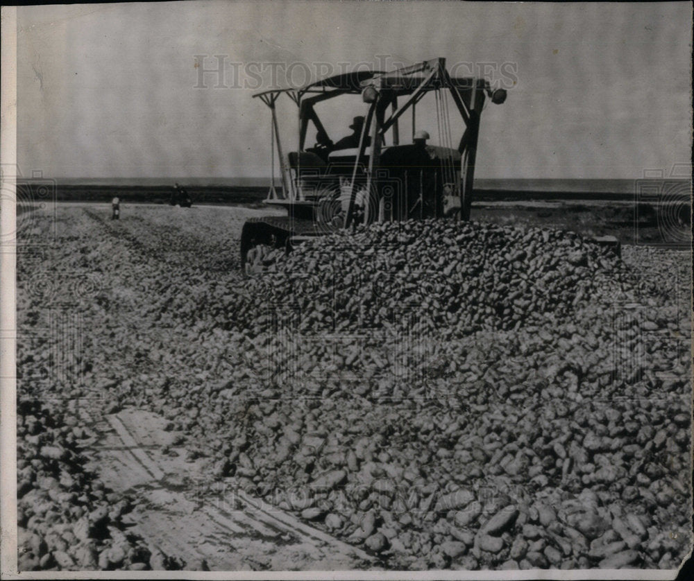 1946 Potatoes Bulldozer Feed Alcohol - Historic Images