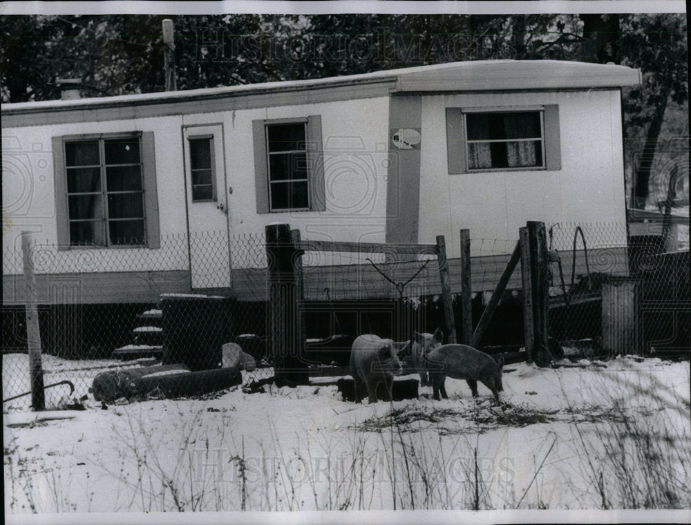 1974 Steers Pigs Chickens Survival Illinois-Historic Images