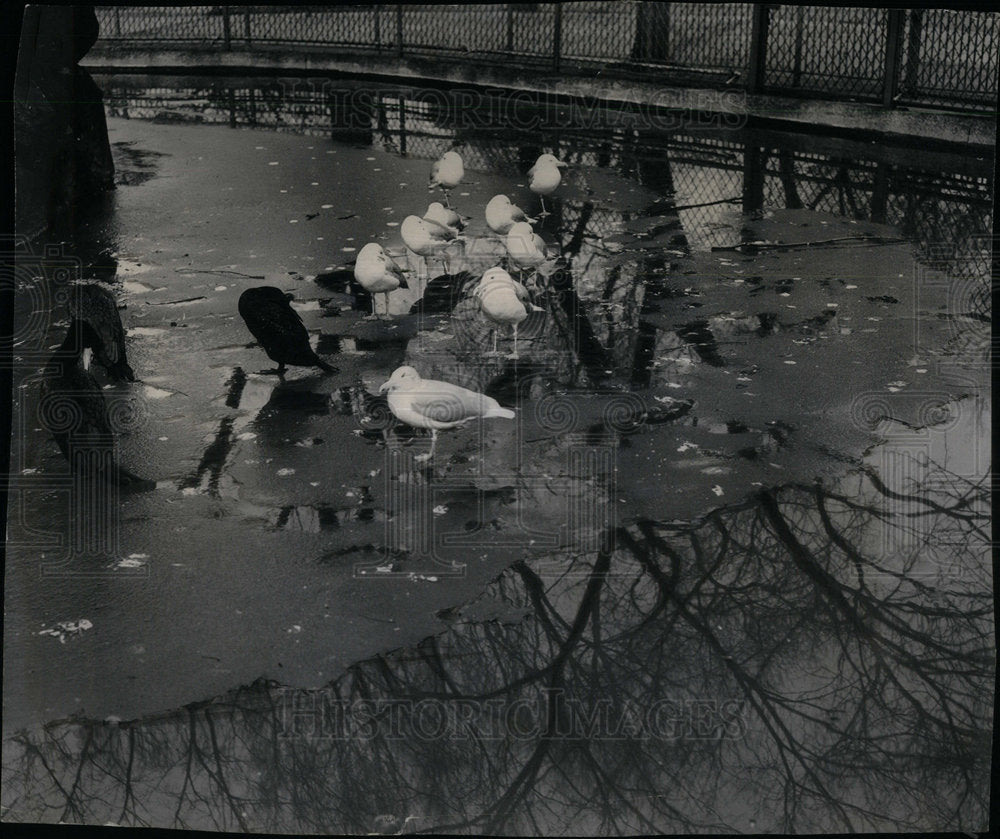 1955 Lincoln Park Zoo Rookery Gulls - Historic Images