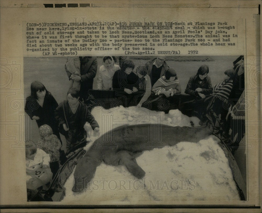 1972 Body Elephant Seal Flamingo Park Zoo - Historic Images