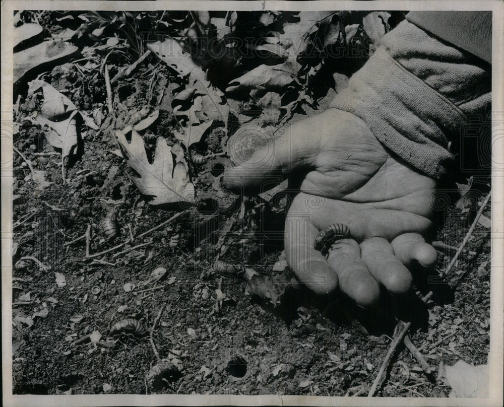 1968 Chicago Area First Actual Photo Cicada - Historic Images