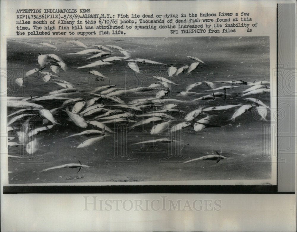 1969 Hudson River Pollution Kills Fish - Historic Images