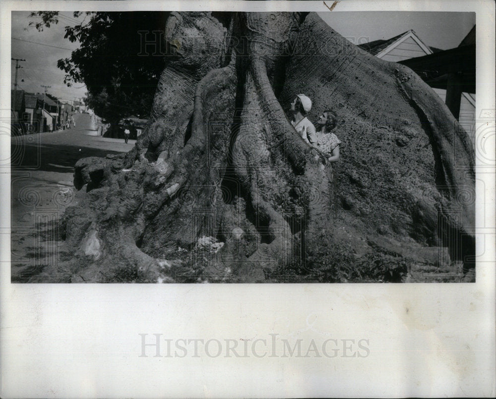 1937 Ceiba Tree - Historic Images