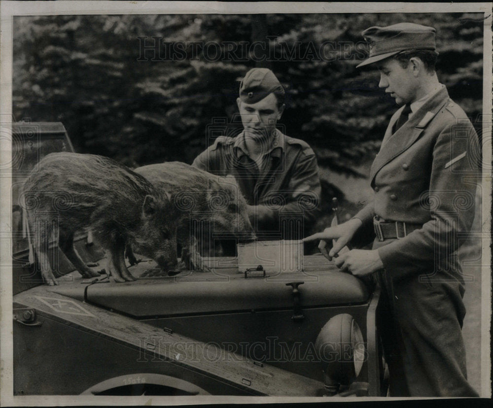 1958 German soldiers wild boars Hamburg - Historic Images