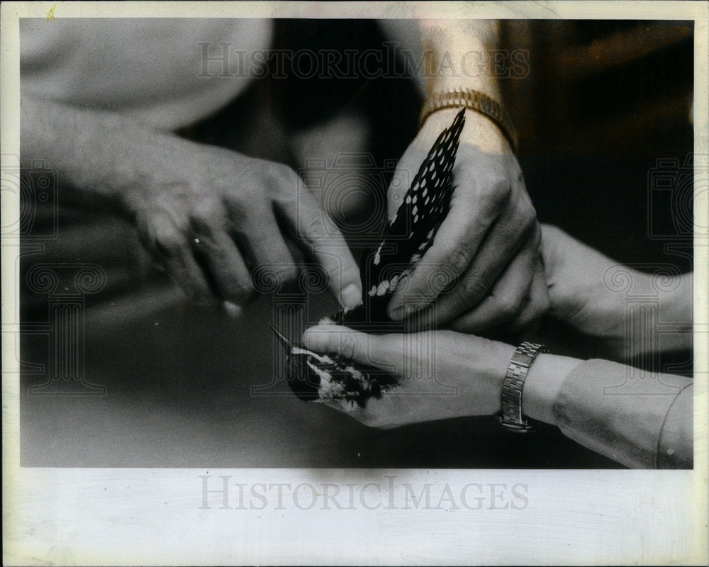 1983 Vets Heal A Yellow-Bellied Sapsucker - Historic Images