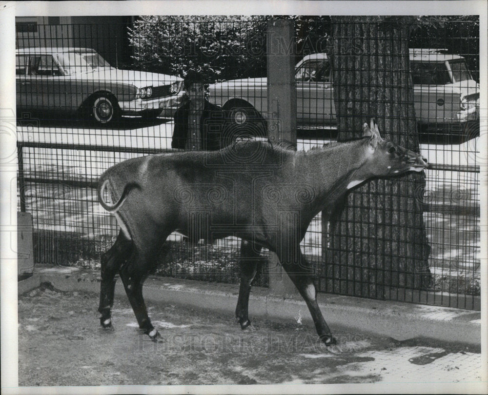 1964 The Nilgai a large antelope of India - Historic Images