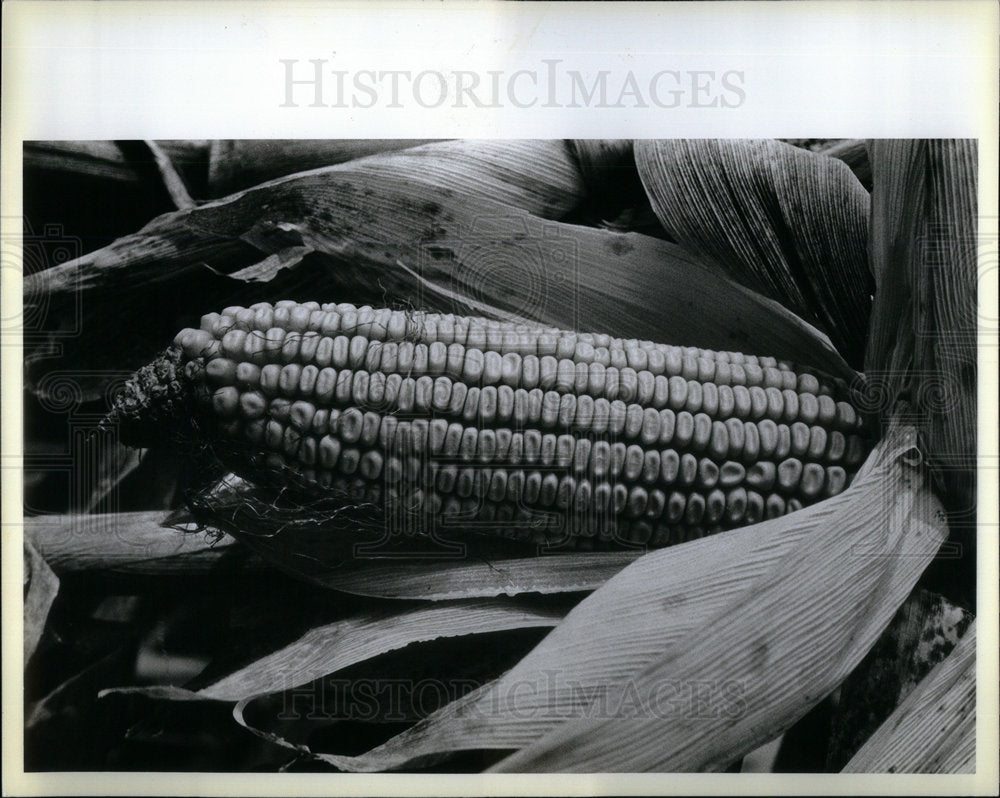 1982 Corn harvest in Fulton County. - Historic Images