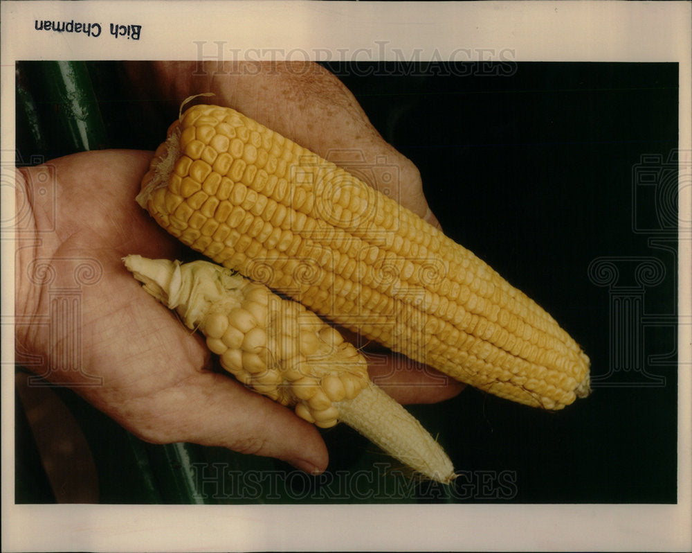 1991 Clyde Hageman shows how drought corn - Historic Images