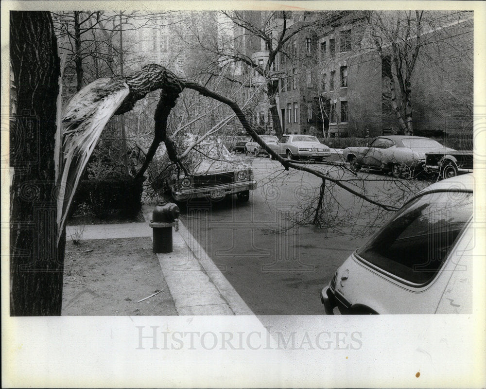 1981 Storm Tree Limb Wind Power Failure - Historic Images