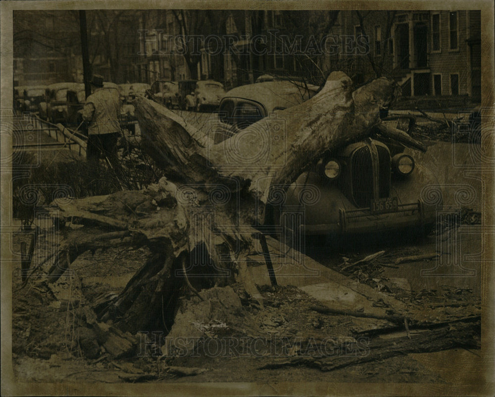 1947 Damage Tree Blown Wind Sam Tontillo - Historic Images