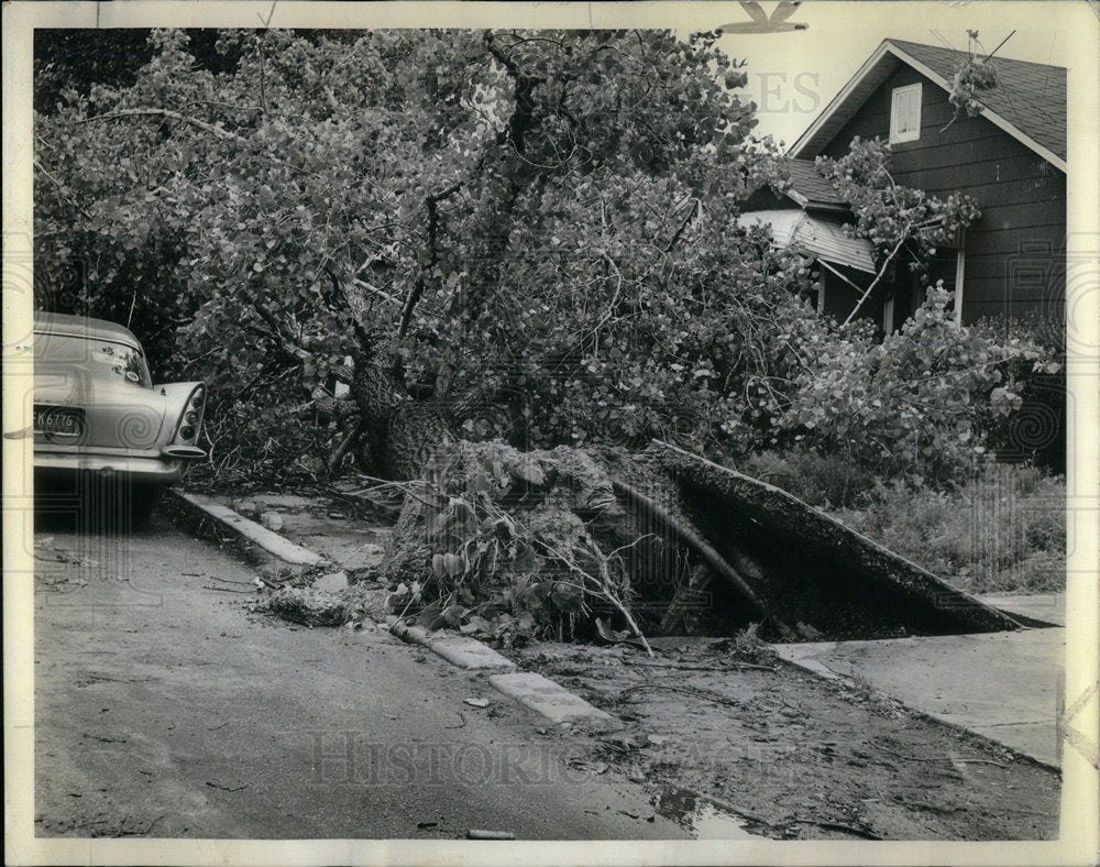 1964 High Winds Sidewalk Tree - Historic Images