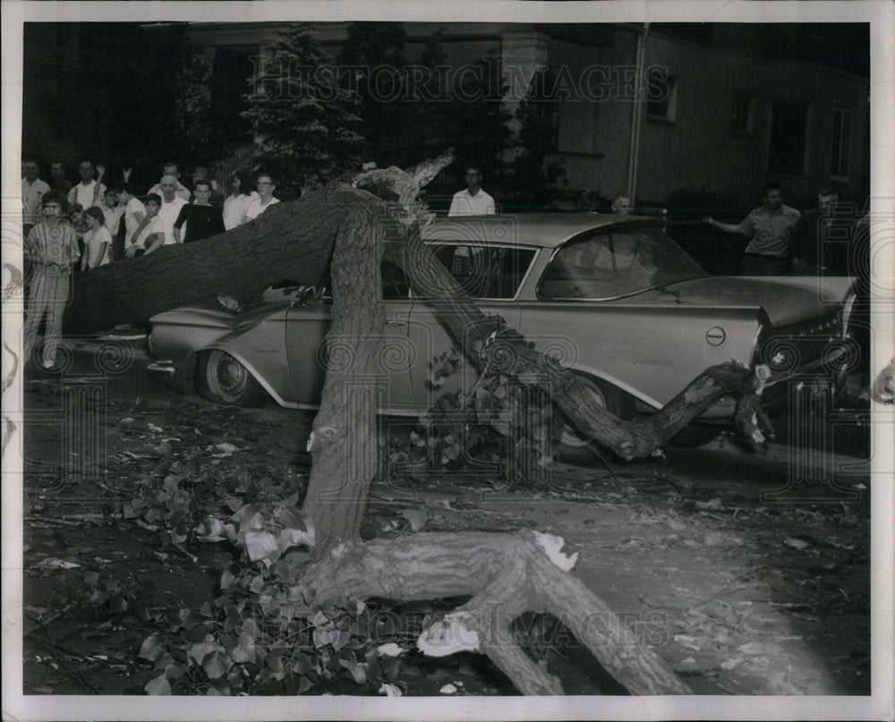 1962 Wind Storm Rogers Park Tree Damage - Historic Images