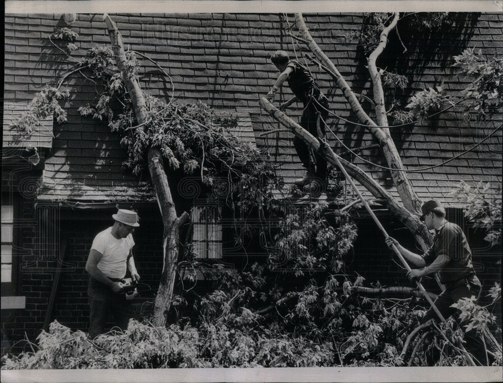 1972 Storm Tree Service Large Branch Area - Historic Images