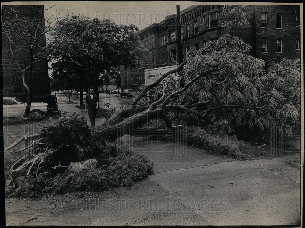 1971 Win Strom Damage Uprooted Tree - Historic Images