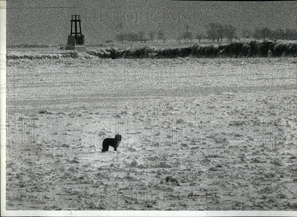 1978 Lost Dog Rescue - Historic Images