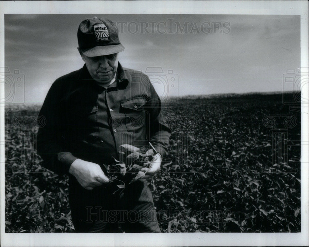 1991 John immature soybean plant Shorewood - Historic Images