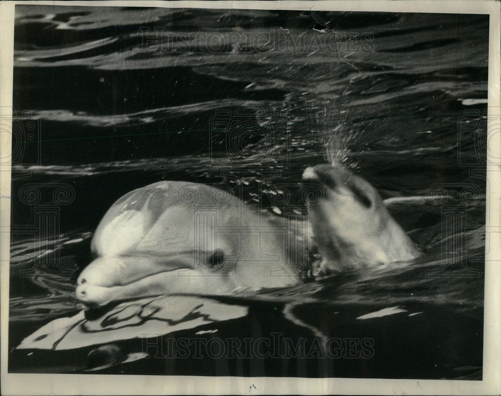 1964 Brookfield Zoo Sea Show - Historic Images