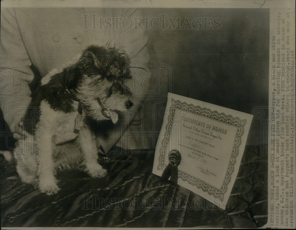 1948 Peeper Black White Terrier Certificate - Historic Images