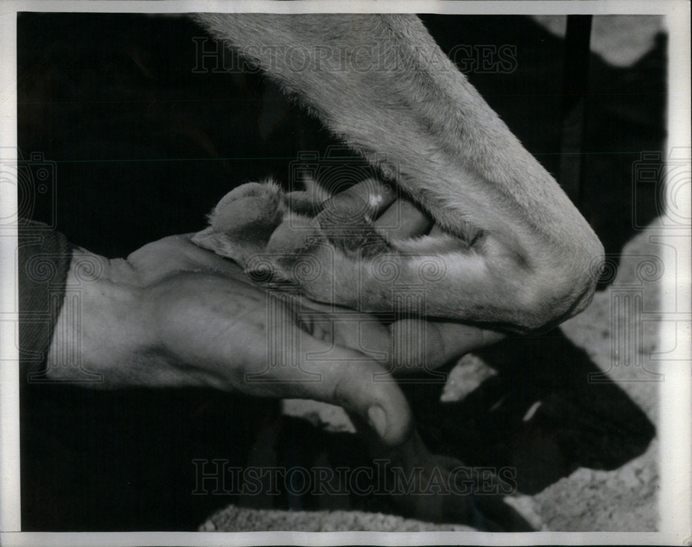 1942 Process Pay Hospitalization Gravel - Historic Images