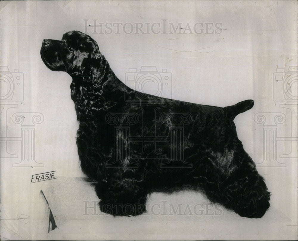 1953 Black Cocker Spaniels Skyline Club - Historic Images