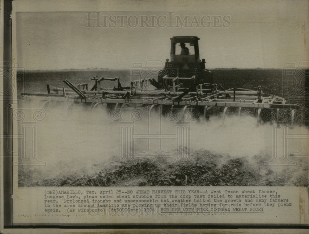 1974  Lougene Lamb wheat farmer croop stubb - Historic Images