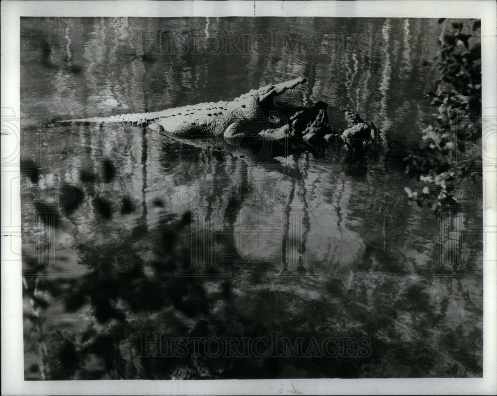 1972 Corkscrew Swamp A Refuge For Animals - Historic Images