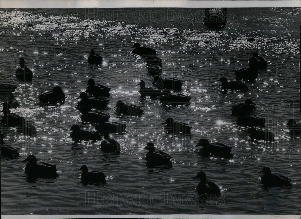 1975 Crabtree Nature little crowded geese - Historic Images