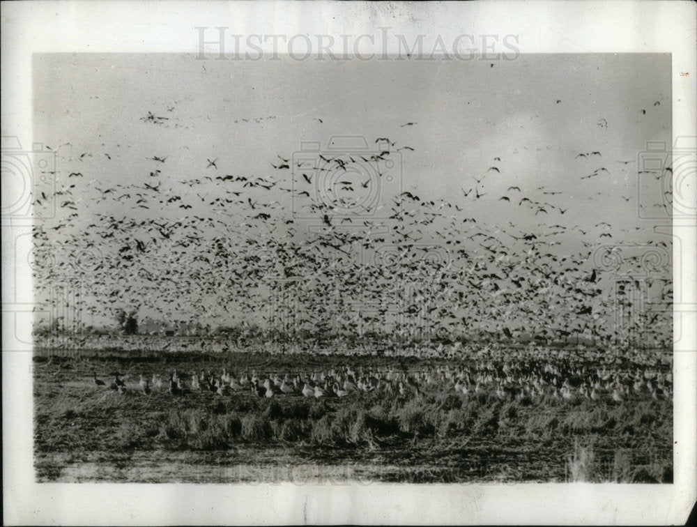 1942 Geese At The Delta National Refuge - Historic Images