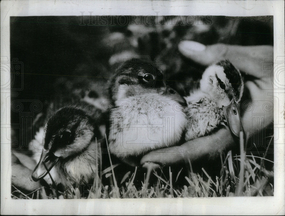 1942 Delta National Refuge Louisiana - Historic Images