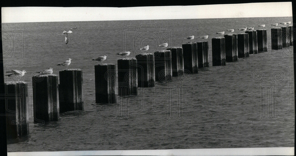 1982 Seagulls - Historic Images