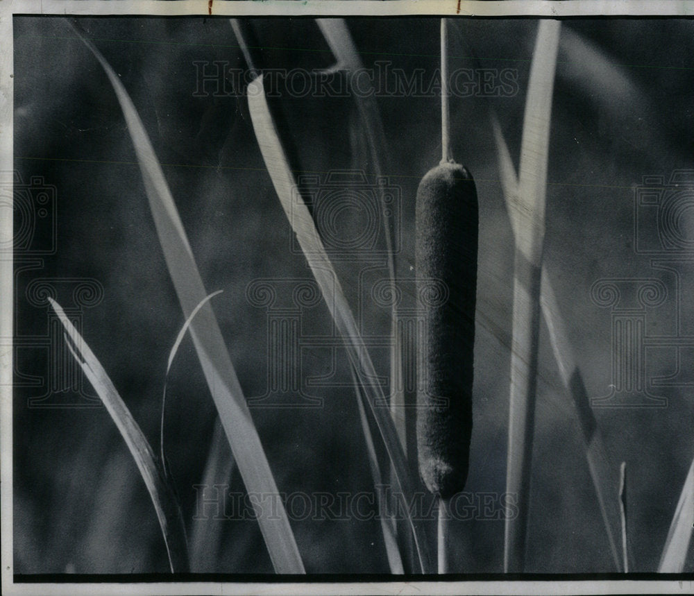 1976 Sure Sign of Fall Along Lakes - Historic Images