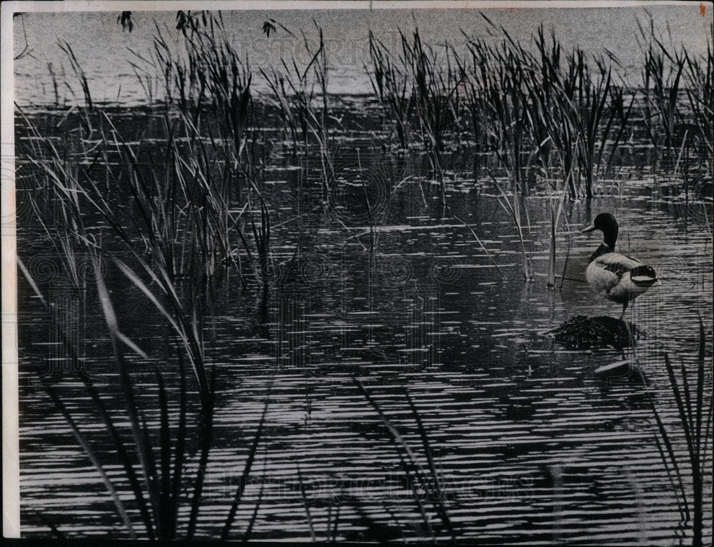 1970 Duck in a pond near Elmhurst - Historic Images