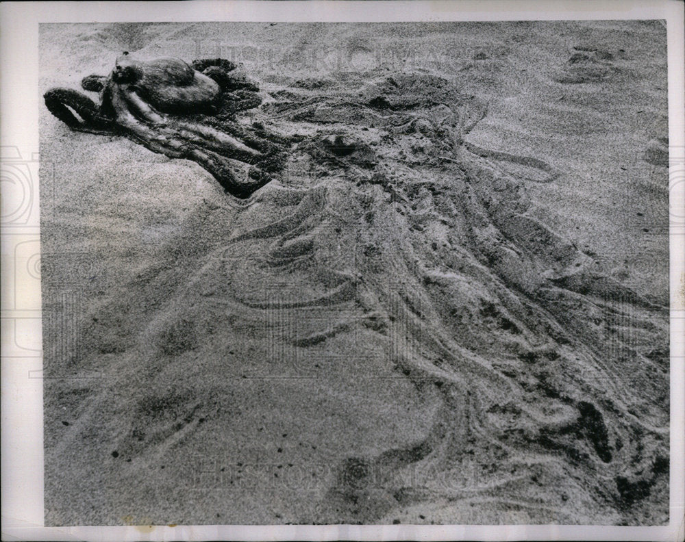 1952 Japanese Octopus Kamakura Beach Japan - Historic Images