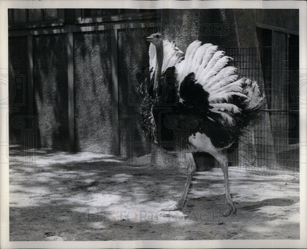 1964 Birds Ostrich - Historic Images