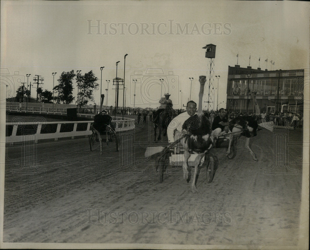 Ostrich Racing At Sportsman Park - Historic Images