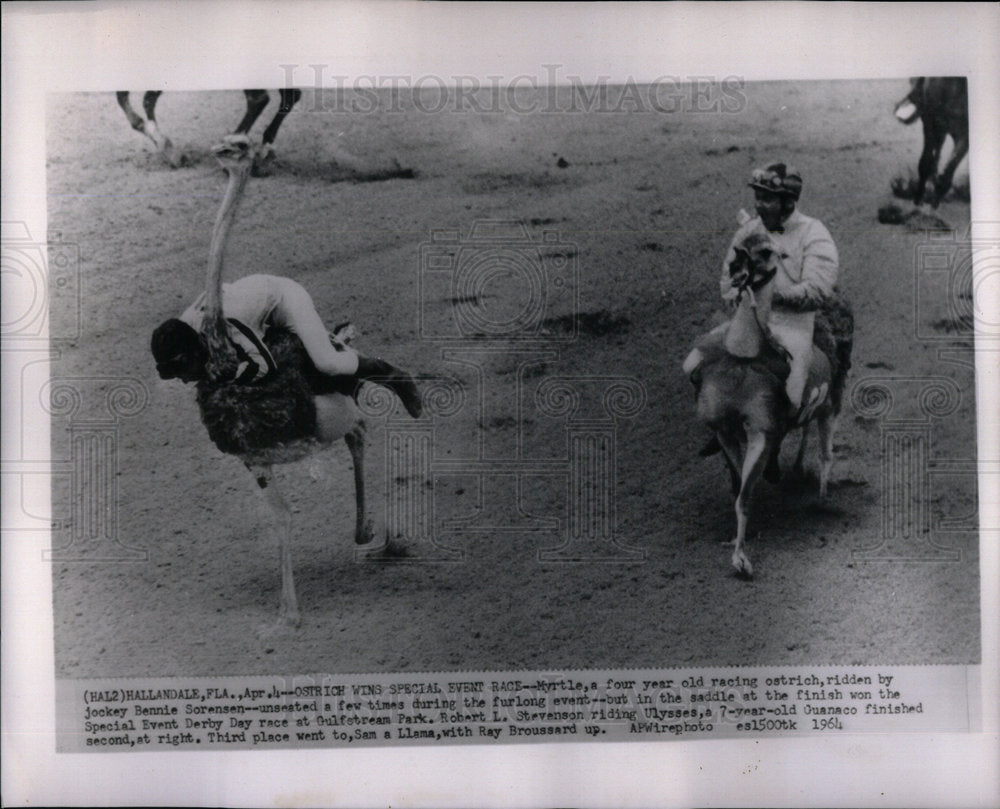 1964 Ostrich Wins Special Event Race - Historic Images