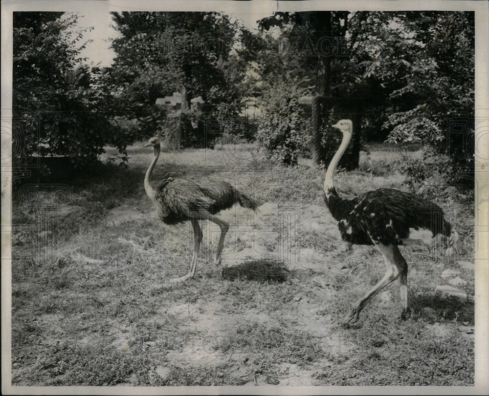 1954 Male &amp; Female Ostrich Brookfield Zoo - Historic Images