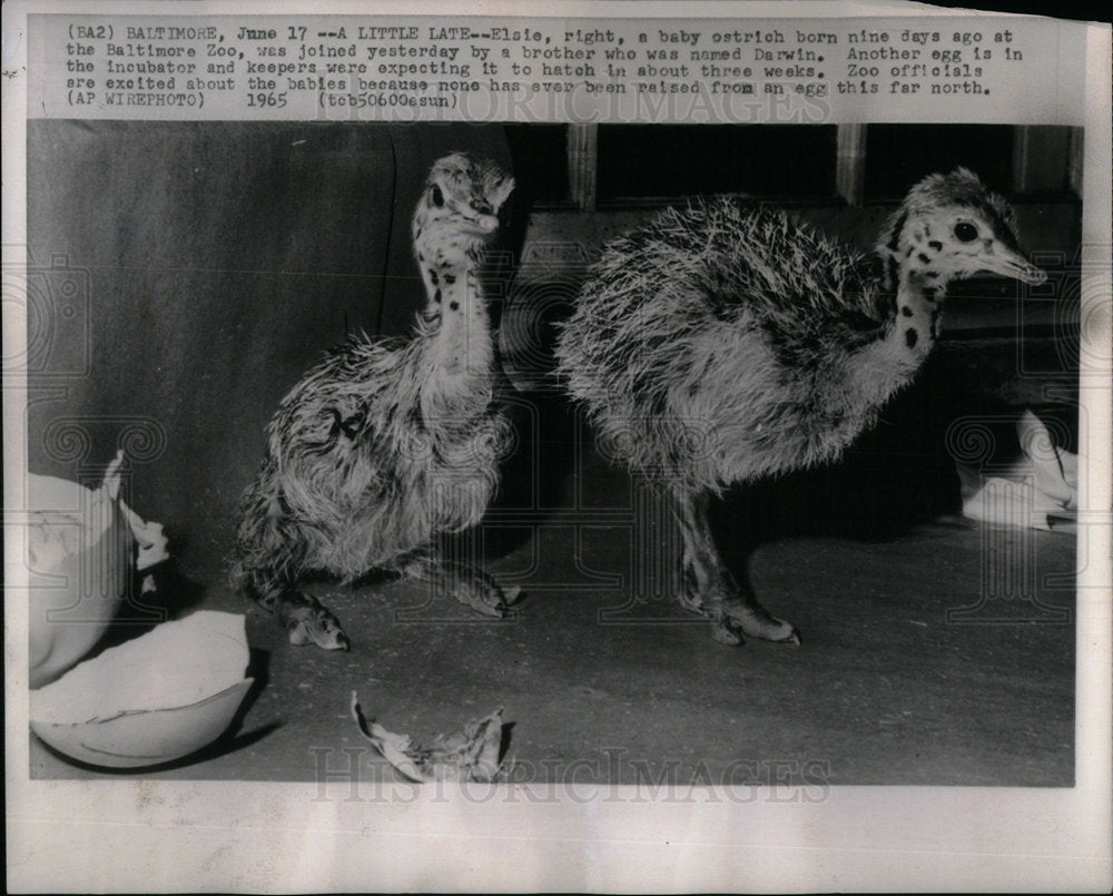 1965 Ostrich Baby/Baltimore Zoo/Birds - Historic Images