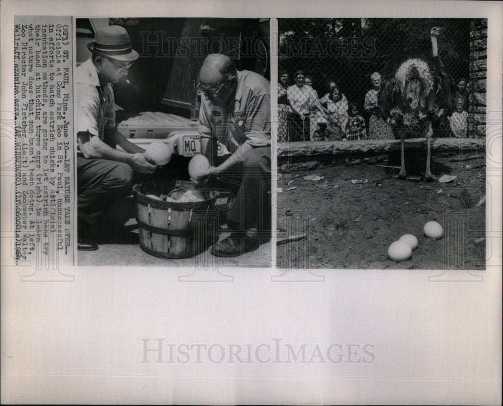 1964 Como Park Zoo Ostrich Eggs - Historic Images