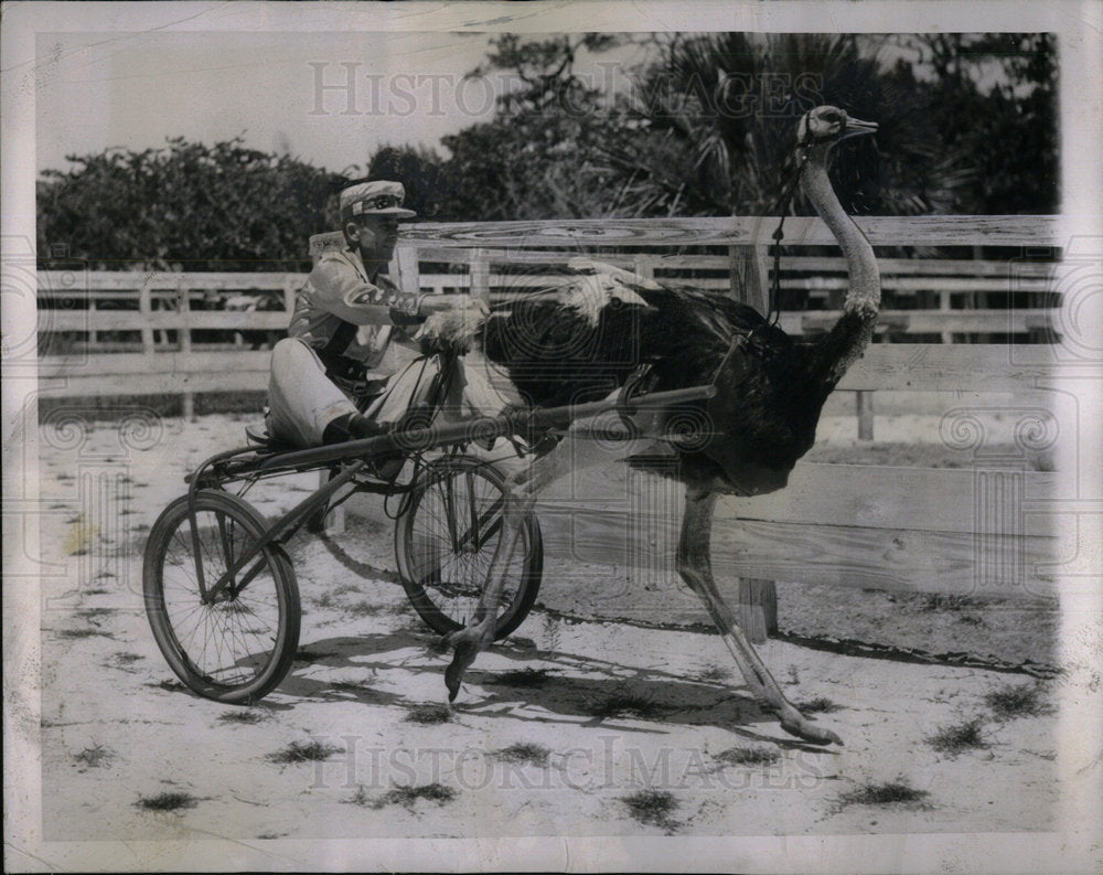 1960 Ostrich Racing Jockey St Augustine FL - Historic Images