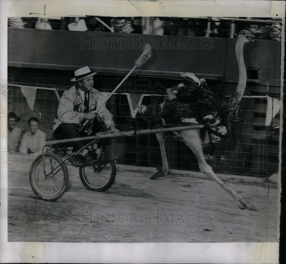 1960 Ostrich Driving Races - Historic Images